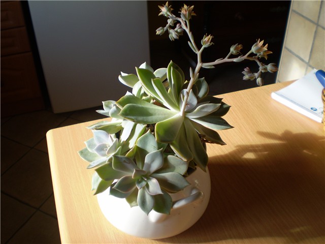 echeveria